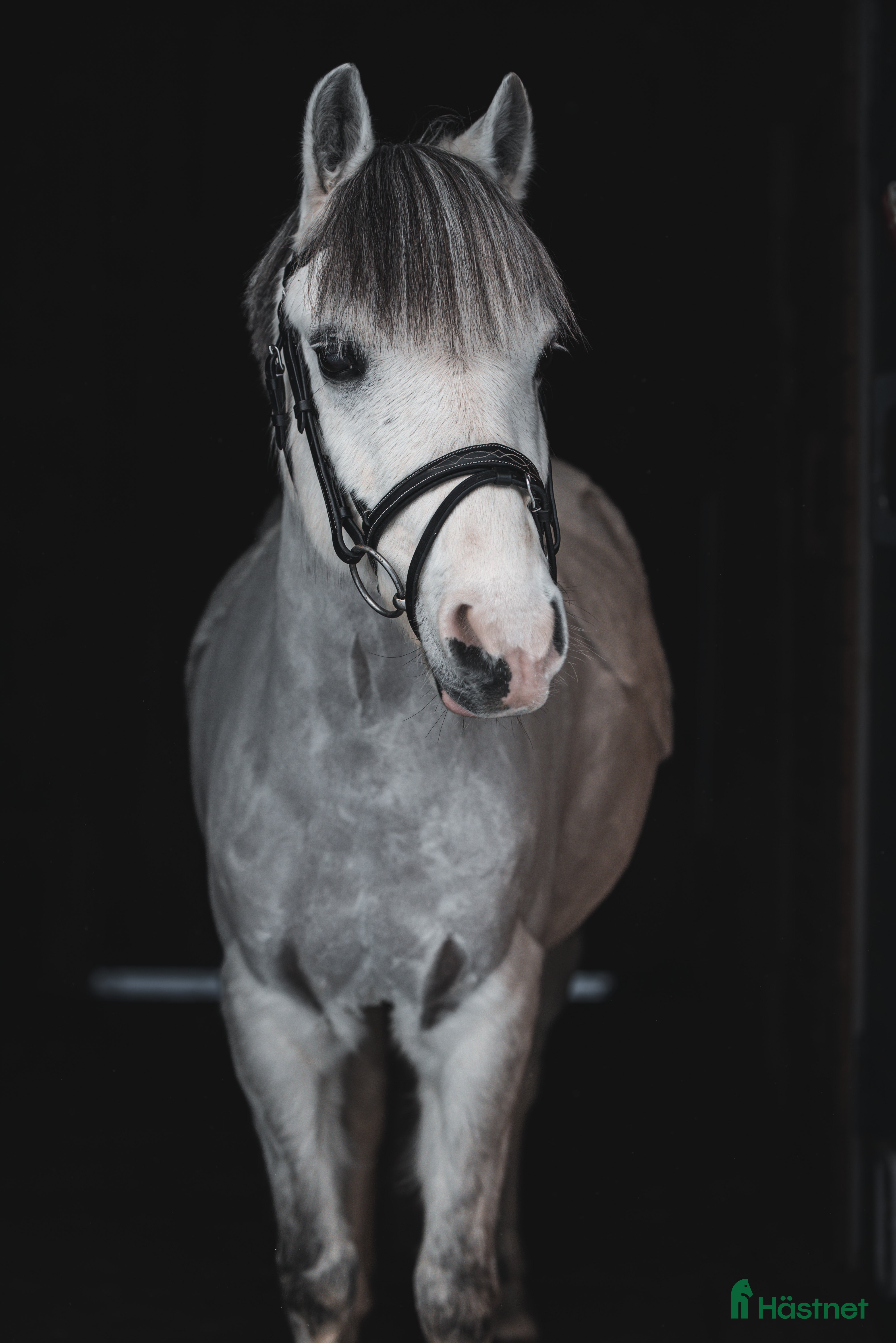  hästar En kvalitetsponny!  i Skellefteå - Annons 1