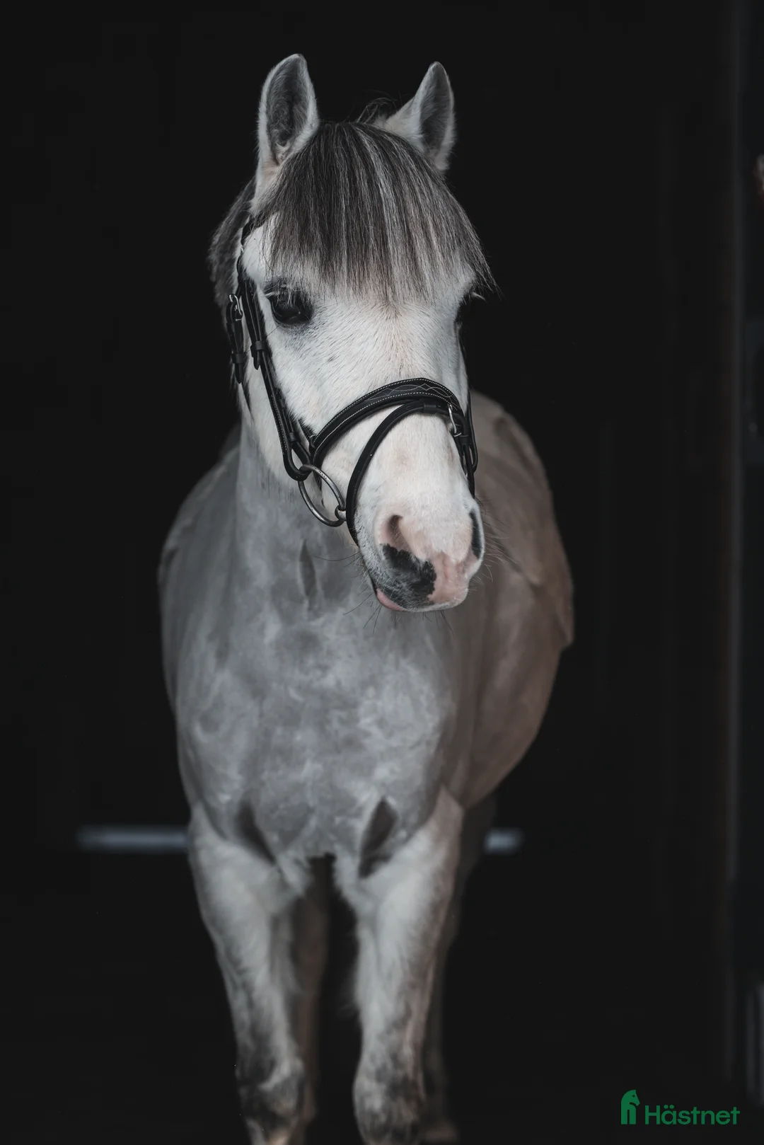 Hoppning hästar till salu: En kvalitetsponny!  i Skellefteå - Annons 1