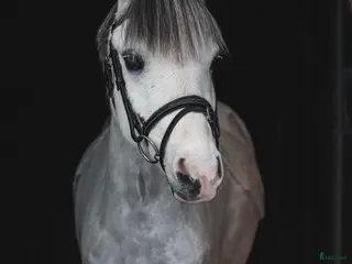 hästar En kvalitetsponny! i Skellefteå - Annons 1