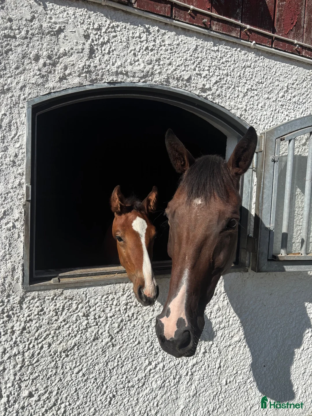  stallplats finnes: Ledig stallplats i Stannum, Gråbo - Annons 2