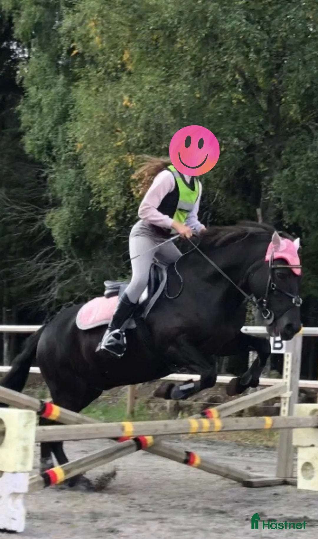 Island hästar till salu: Intressekoll i Knutby - Annons 2