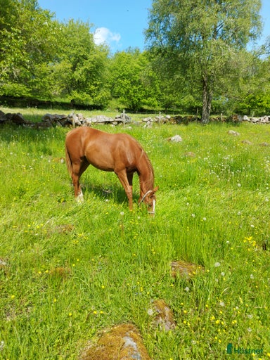 Galleribild {{count}}