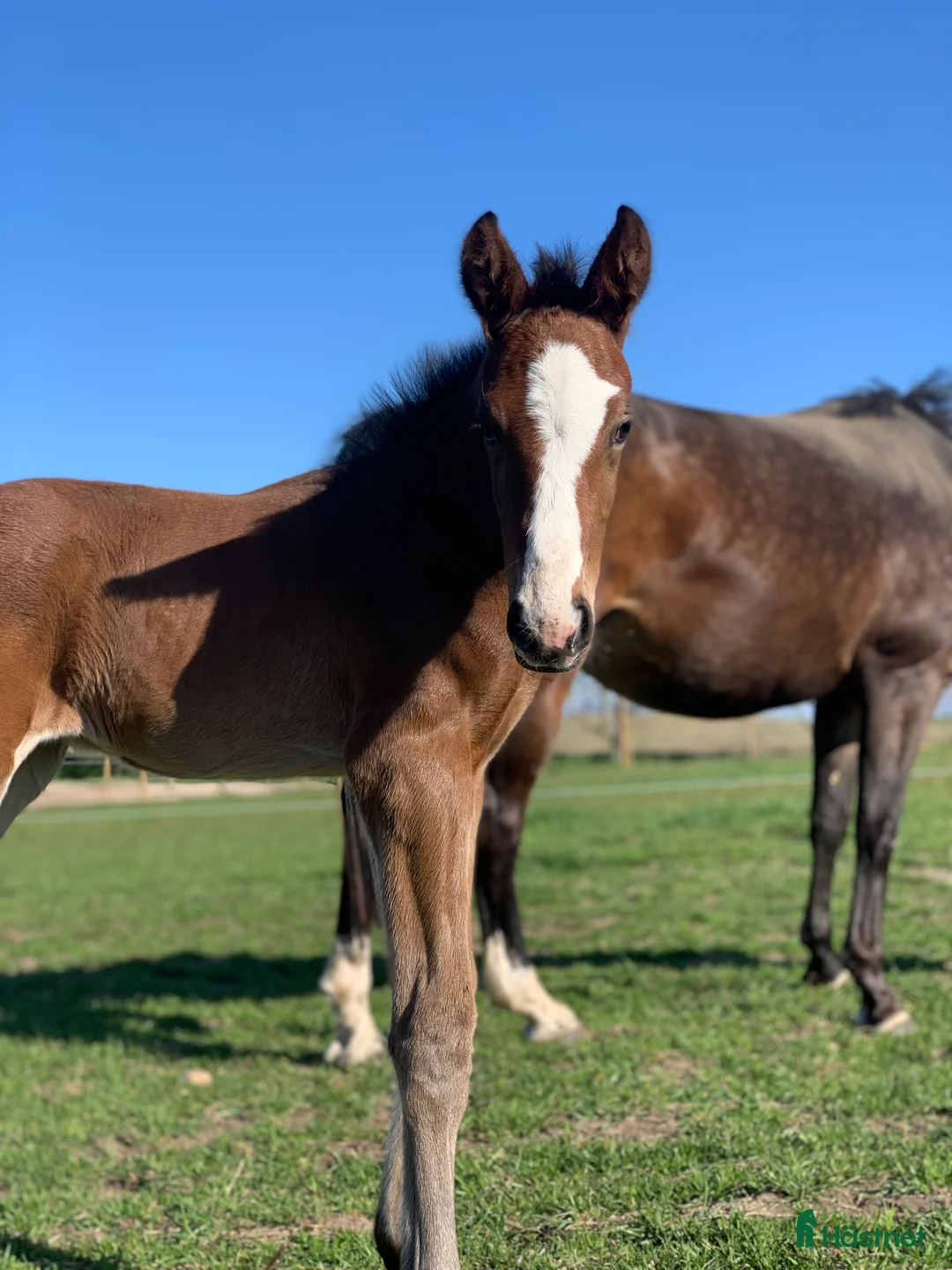Avelshästar hästar till salu: Top avlshoppe sælges, hophest - Annons 17