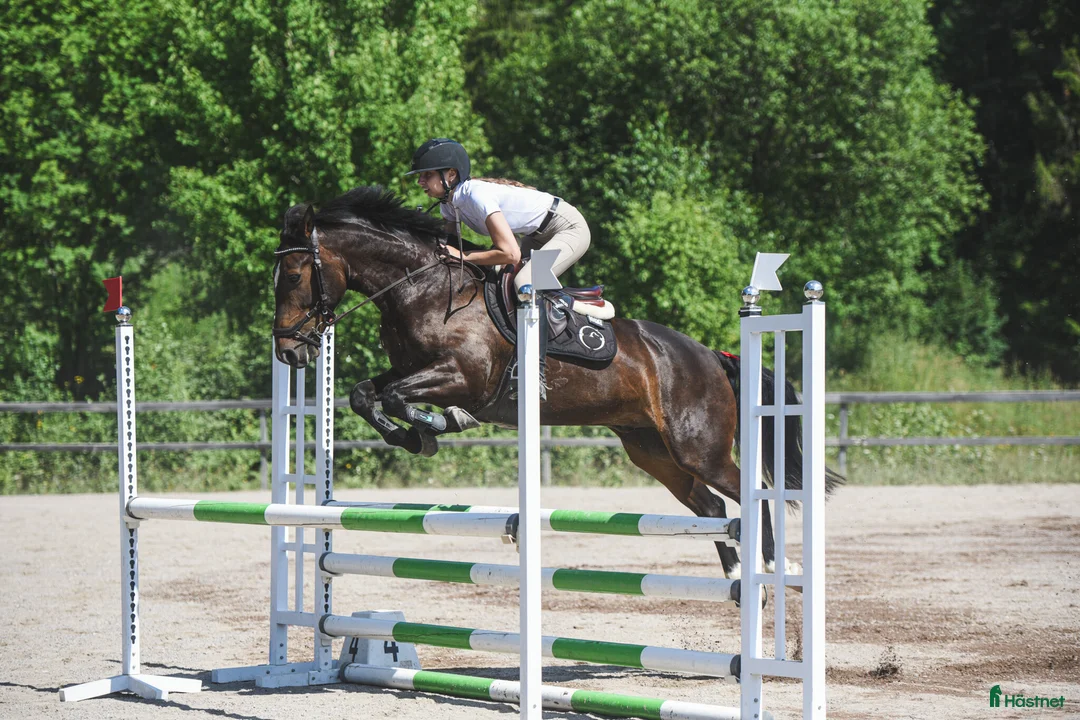 Hoppning hästar till salu: Talangfull maxad C-ponny med kapacitet för toppen - Annons 4