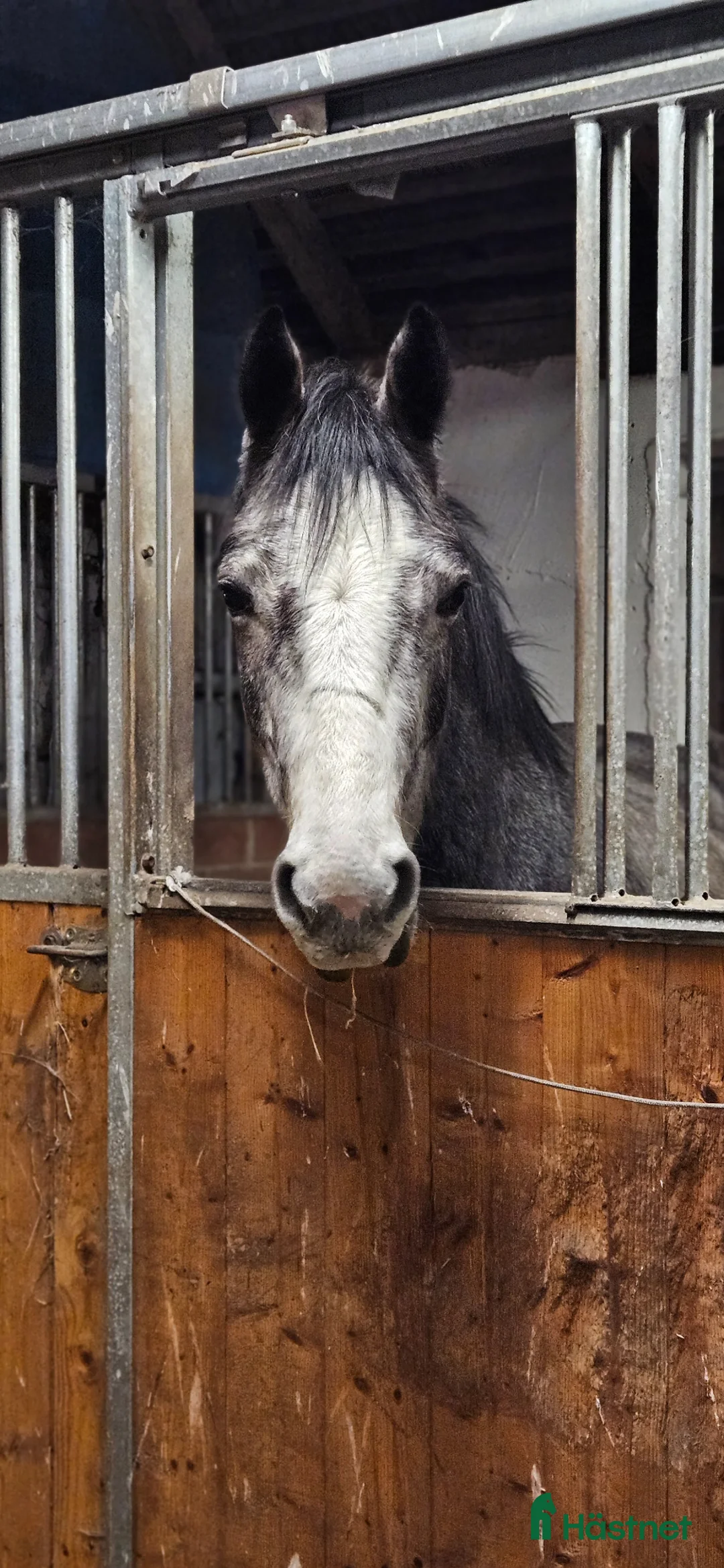 Allround hästar till salu: Trevlig 4åring efter Dom perignon Z - Annons 2