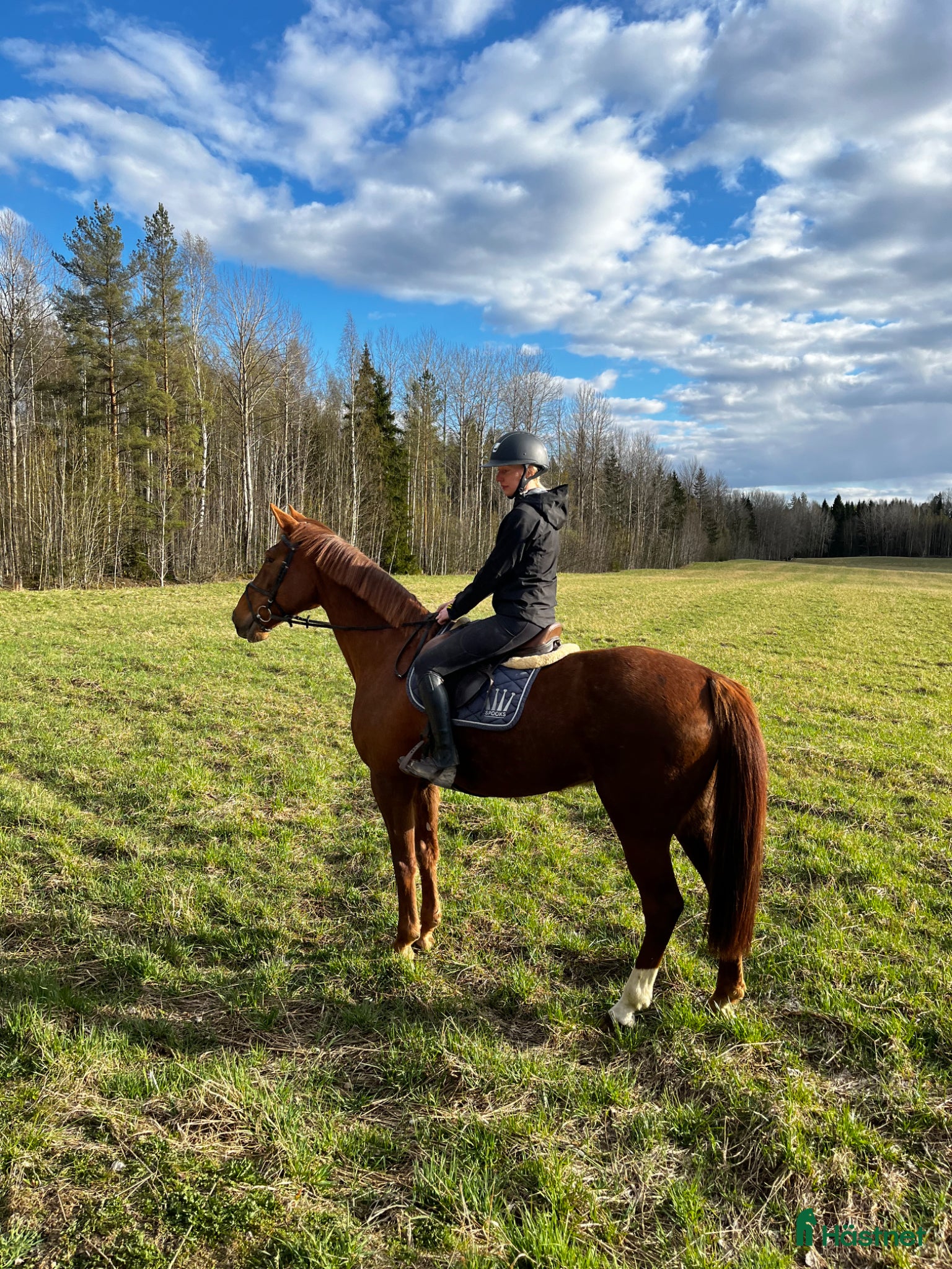  hästar Trevligt sto  - Annons 1