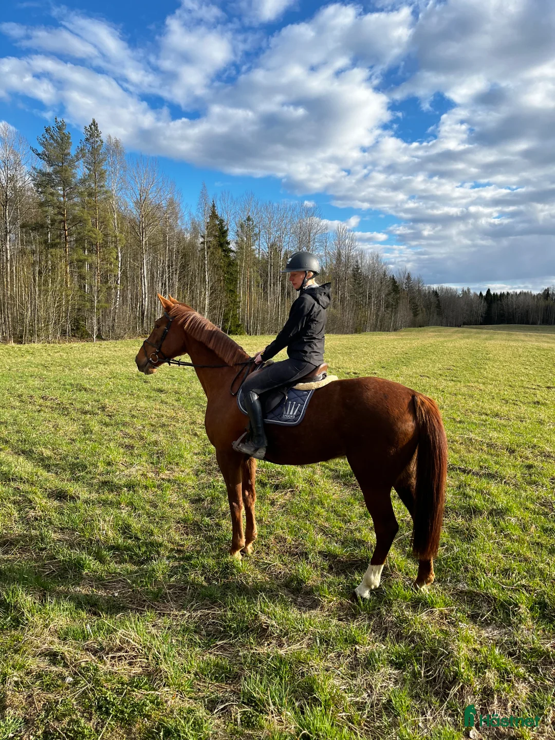 Allround hästar till salu: Trevligt sto  - Annons 1