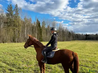 hästar Trevligt sto - Annons 1