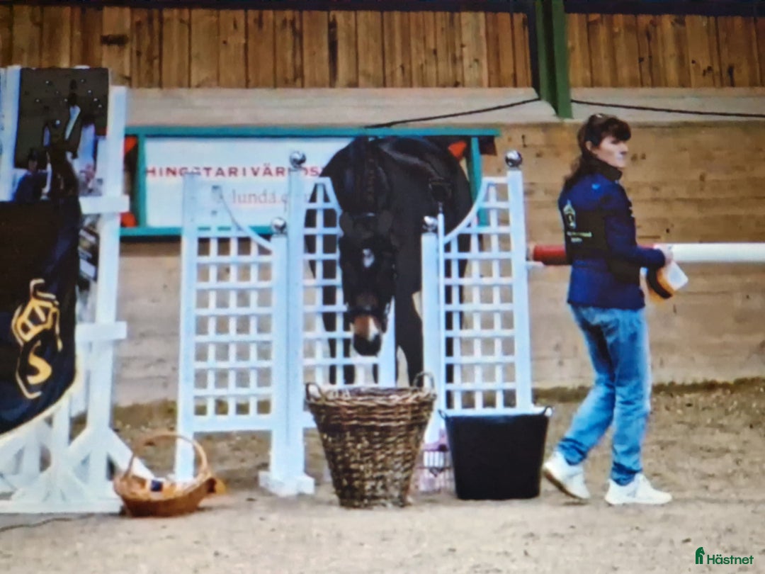 Hoppning hästar till salu: Tömkörd longerad köshoppad i Vintrosa - Annons 8