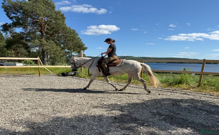  hästar i Sörbygden - Annons 3