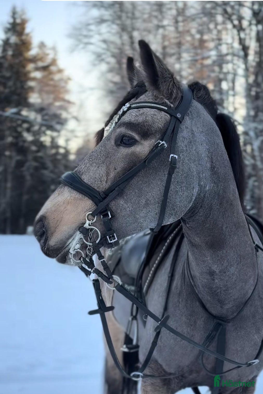 hästar En ponny med mycket potential  i Rönneshytta - Annons 17