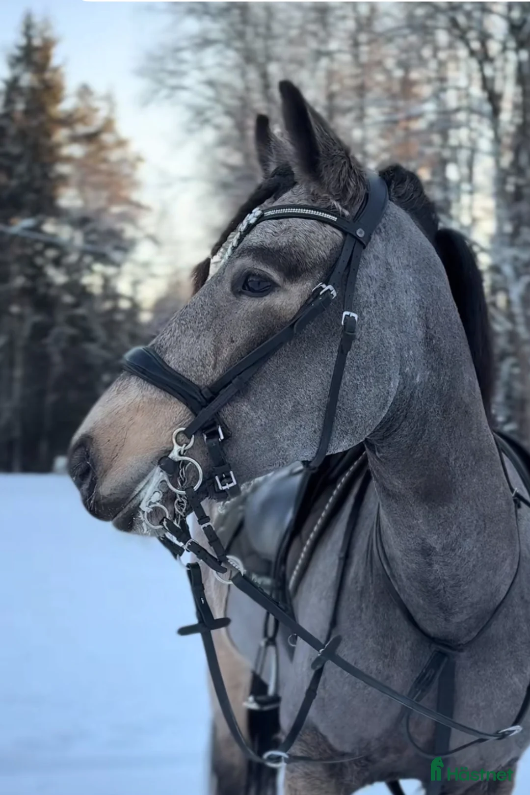 Allround hästar till salu: En ponny med mycket potential  i Rönneshytta - Annons 1