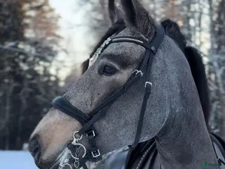 hästar En ponny med mycket potential i Rönneshytta - Annons 17