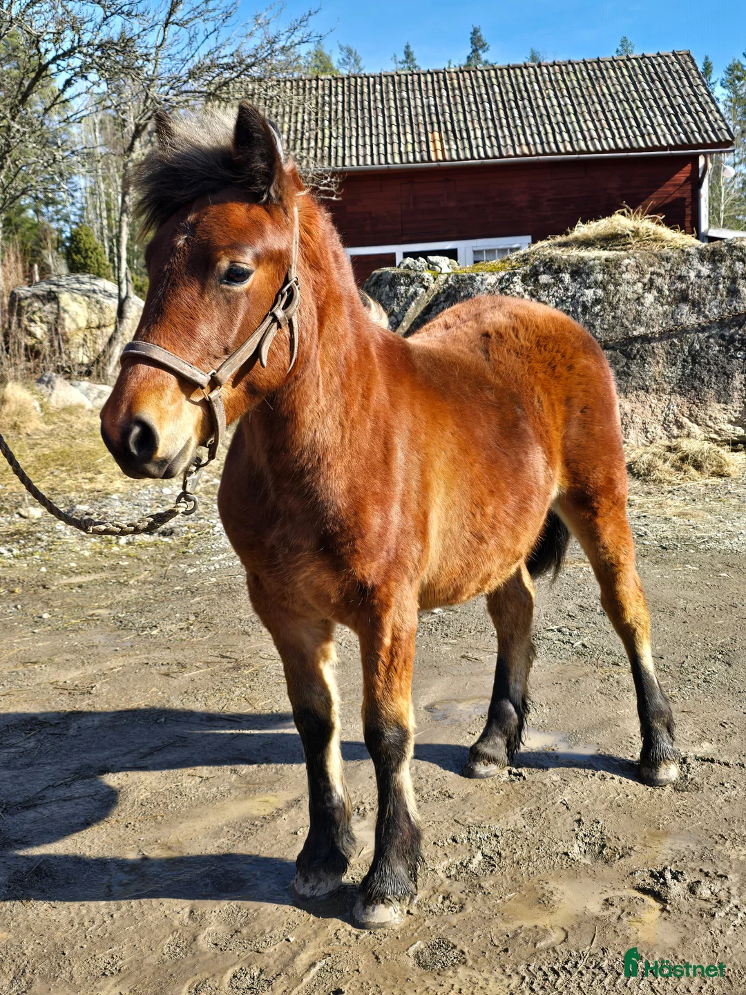 Allround hästar till salu: Unik och lovande ettåring  - Annons 3