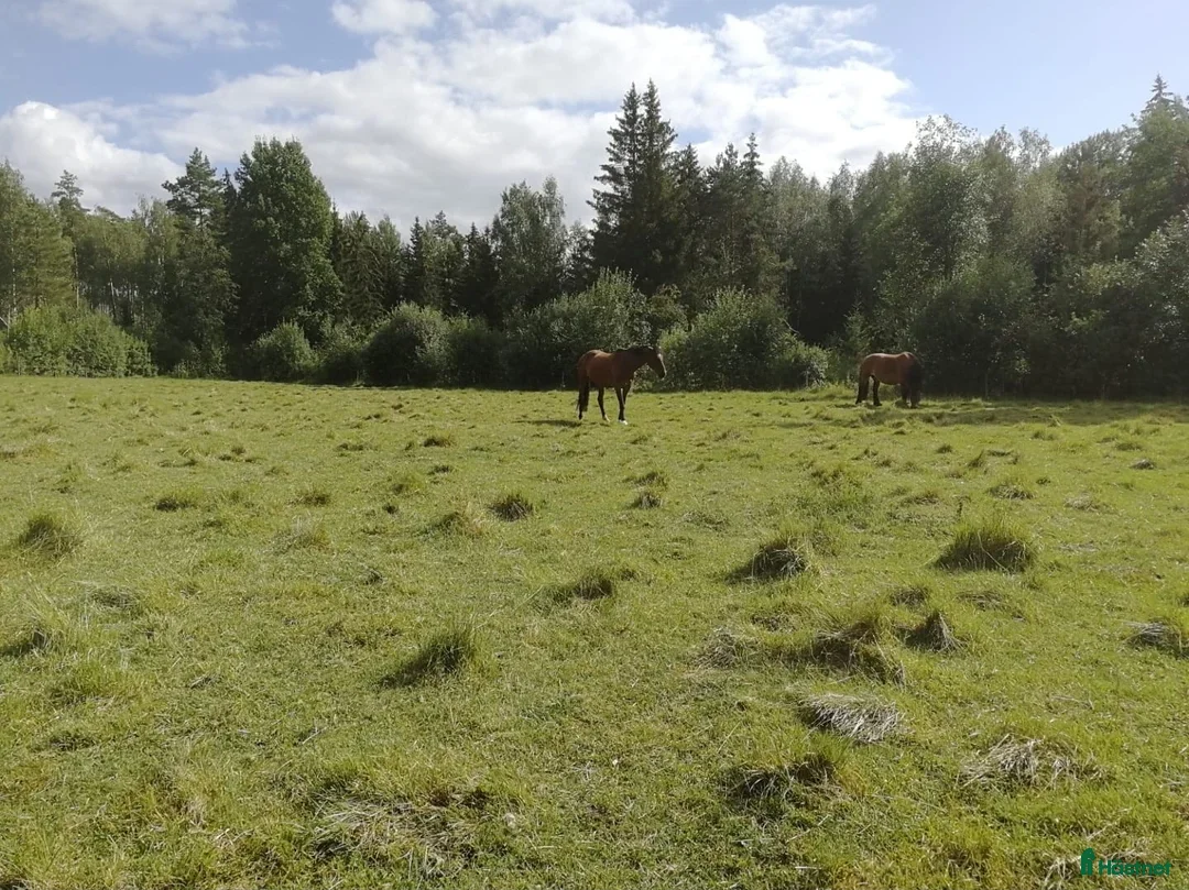  stallplats finnes: 1st Boxplats ledig Kollektivt eller Fullservice - Annons 8