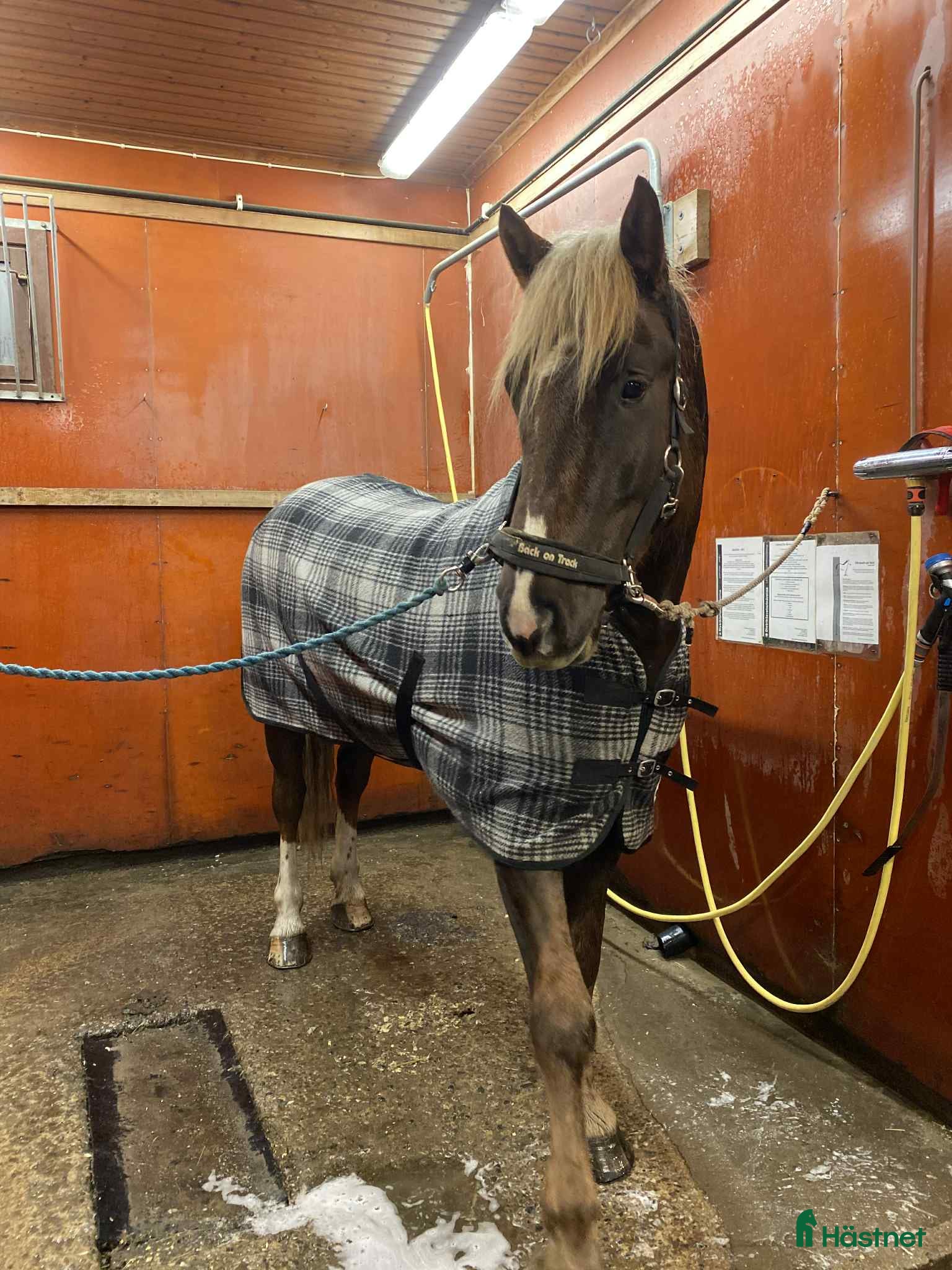  hästar Unghäst till salu - Annons 2