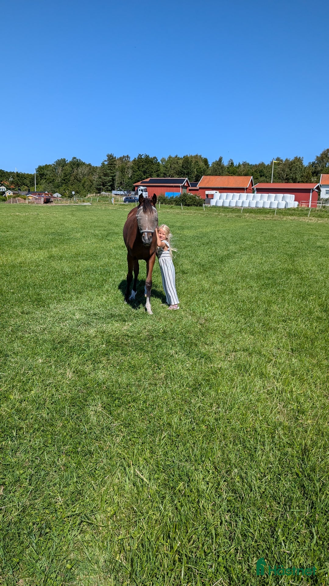  medryttarhäst finnes: Söker medryttare i Kärna - Annons 5