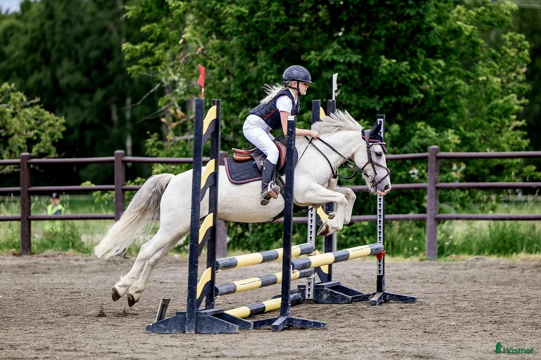 Hoppning hästar till salu: Charmig B-ponny söker nästa bästa vän ❤️ - Annons 1