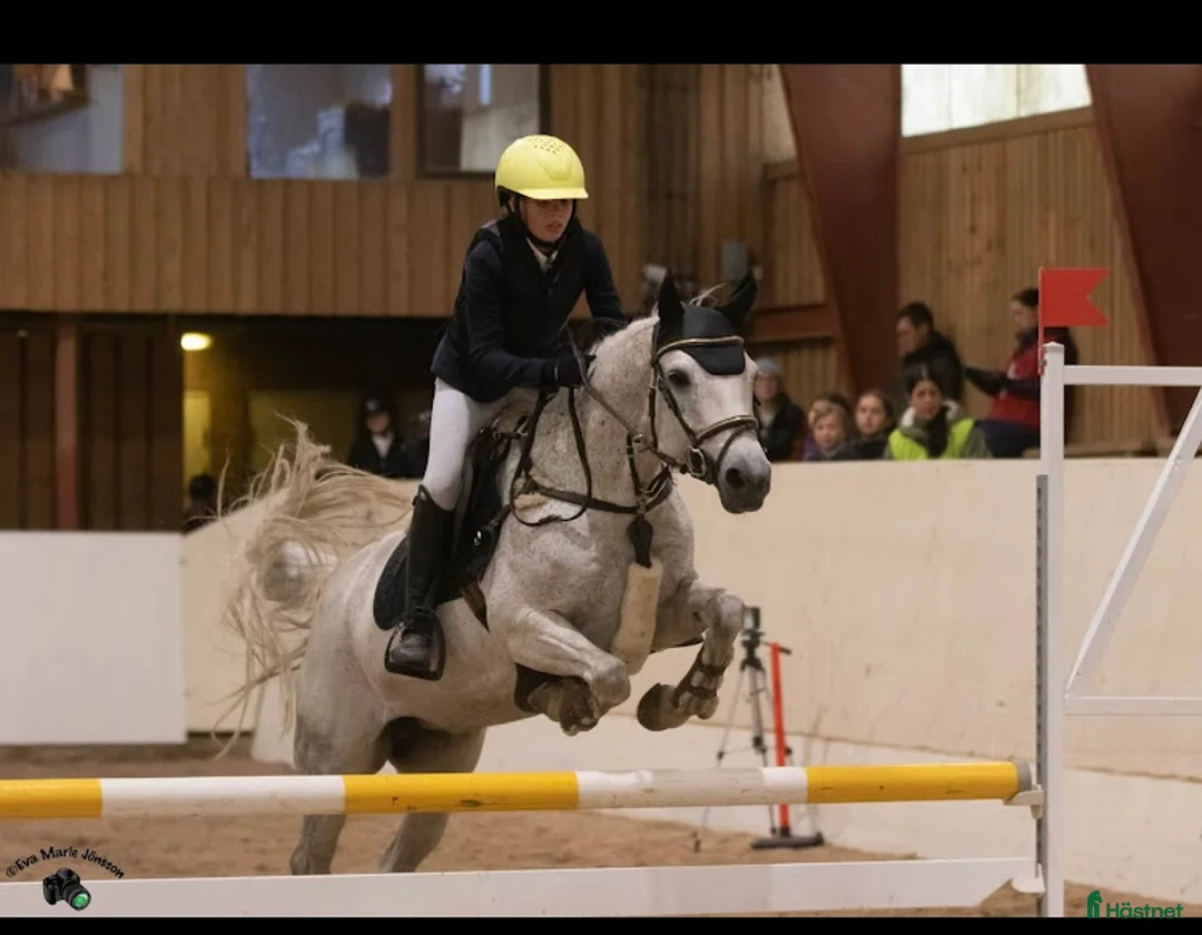 Hoppning hästar till salu: Hoppglad & tävlingsrutinerad ponny  i Hofterup - Annons 9