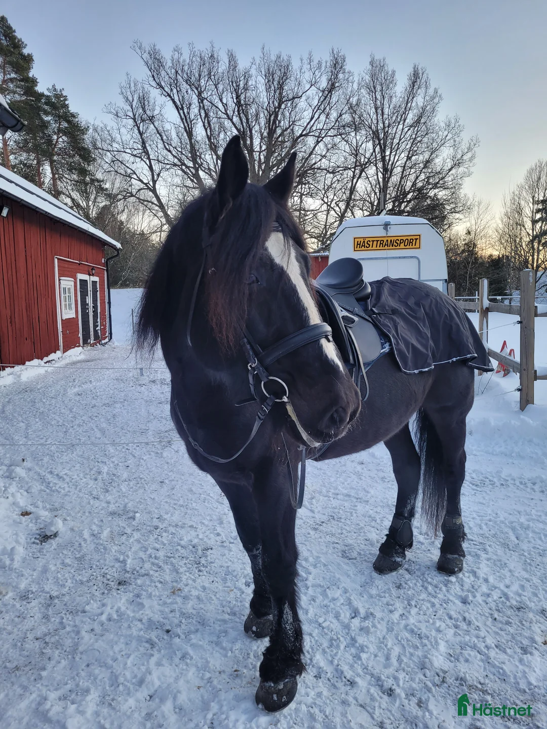Allround hästar till salu: Världens finaste Stig - Annons 4
