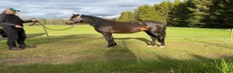 Allround hästar till salu: 2-årig Welsh partbred - Annons 2