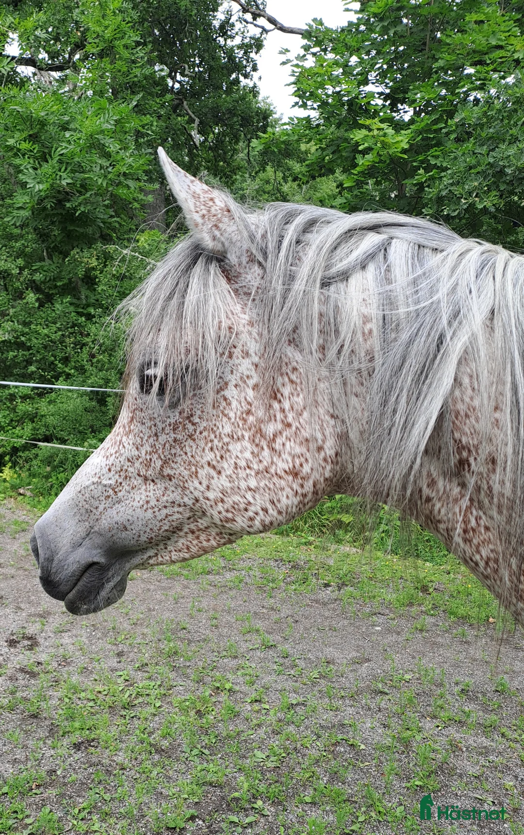 Allround hästar till salu: Charmant Arabsto - Annons 2
