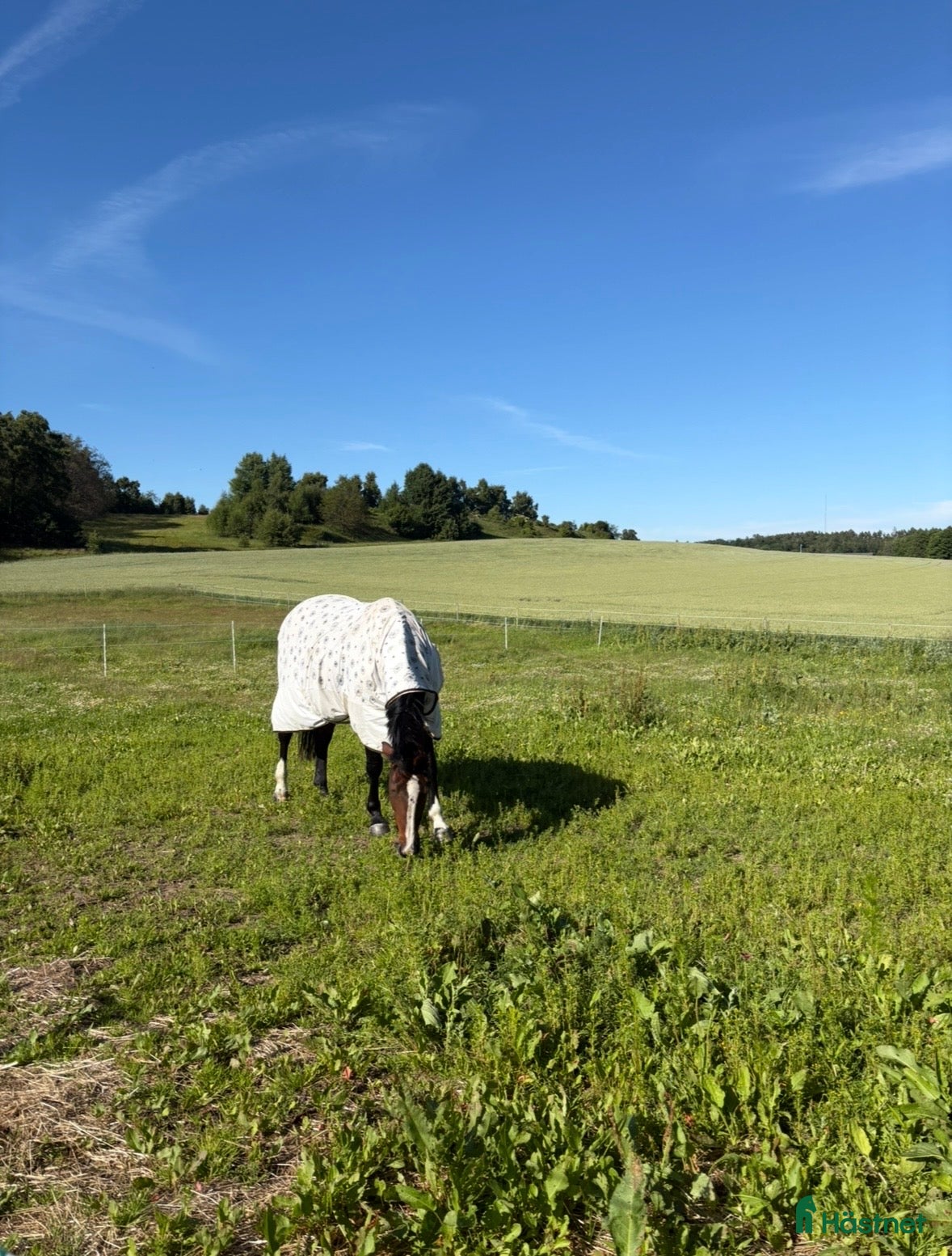  stallplats Litet lugnt stall i Halmstad - Annons 9