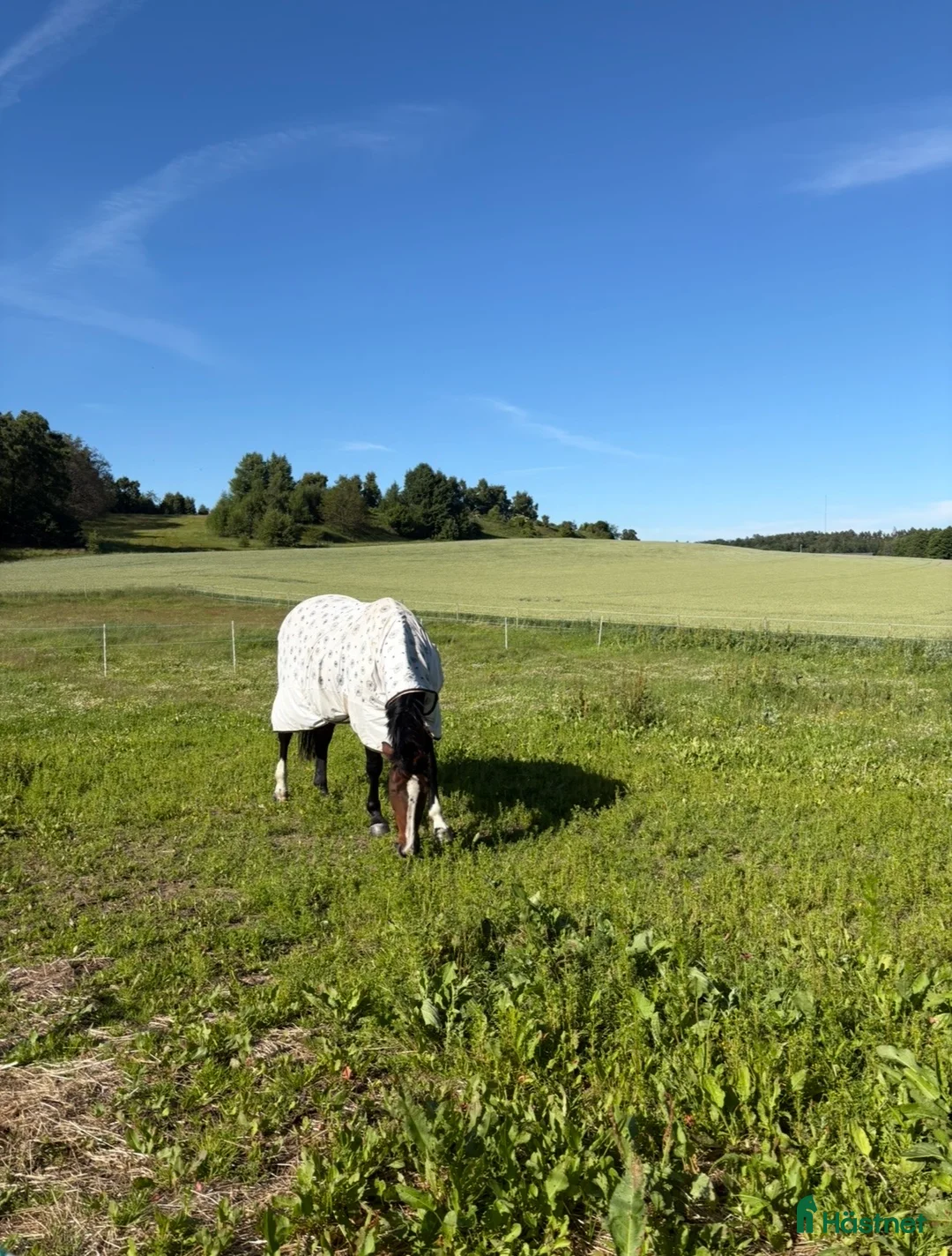  stallplats finnes: Litet lugnt stall i Halmstad - Annons 1