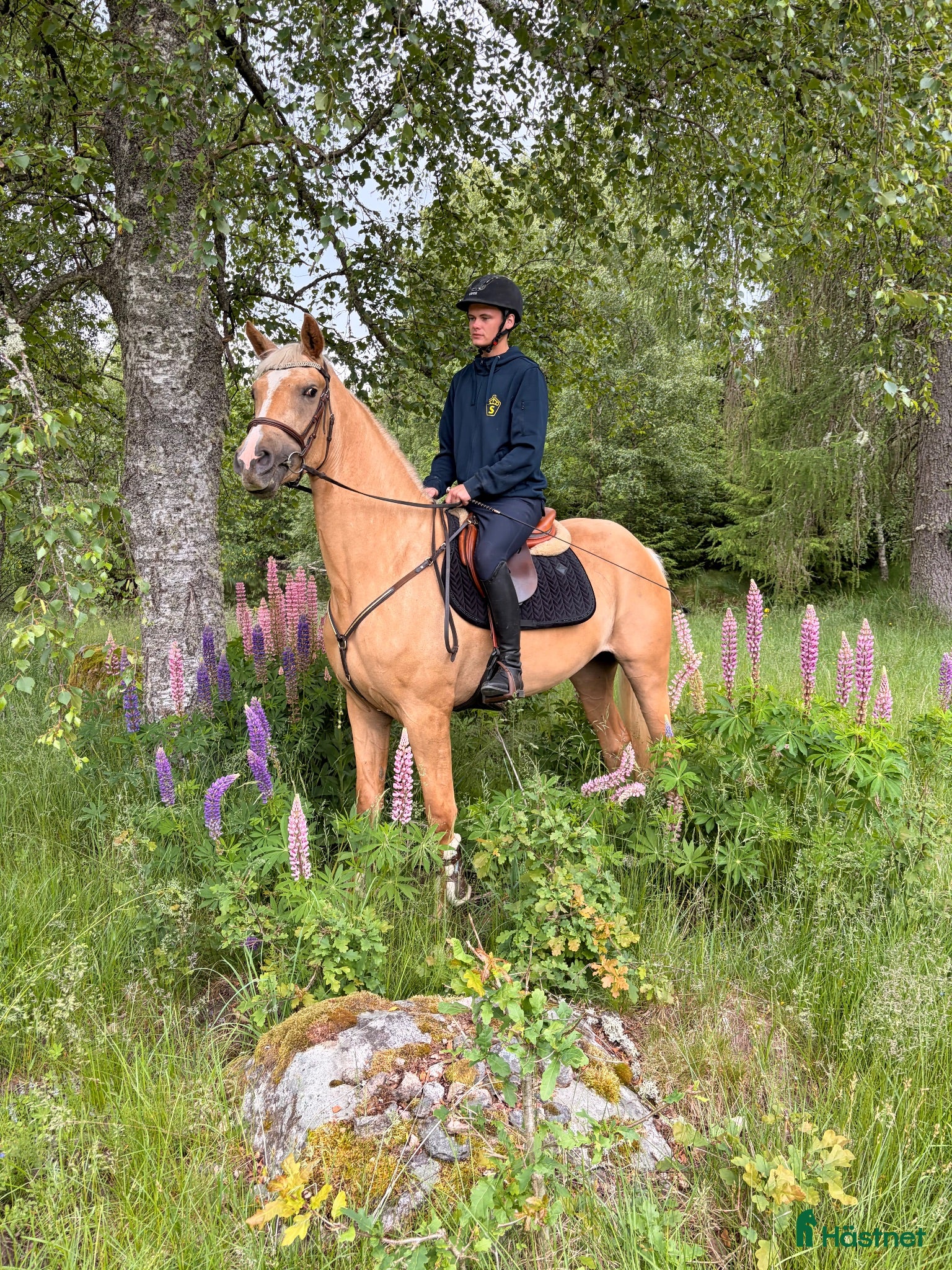  hästar Toppklassigt dressyr sto 🐴 - Annons 2