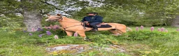 Dressyr hästar till salu: Toppklassigt dressyr sto 🐴 - Annons 2