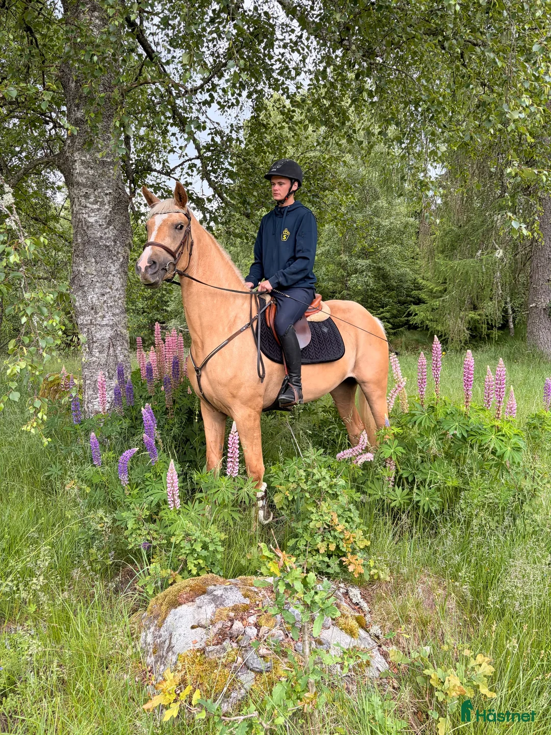 Dressyr hästar till salu: Toppklassigt dressyr sto 🐴 - Annons 2