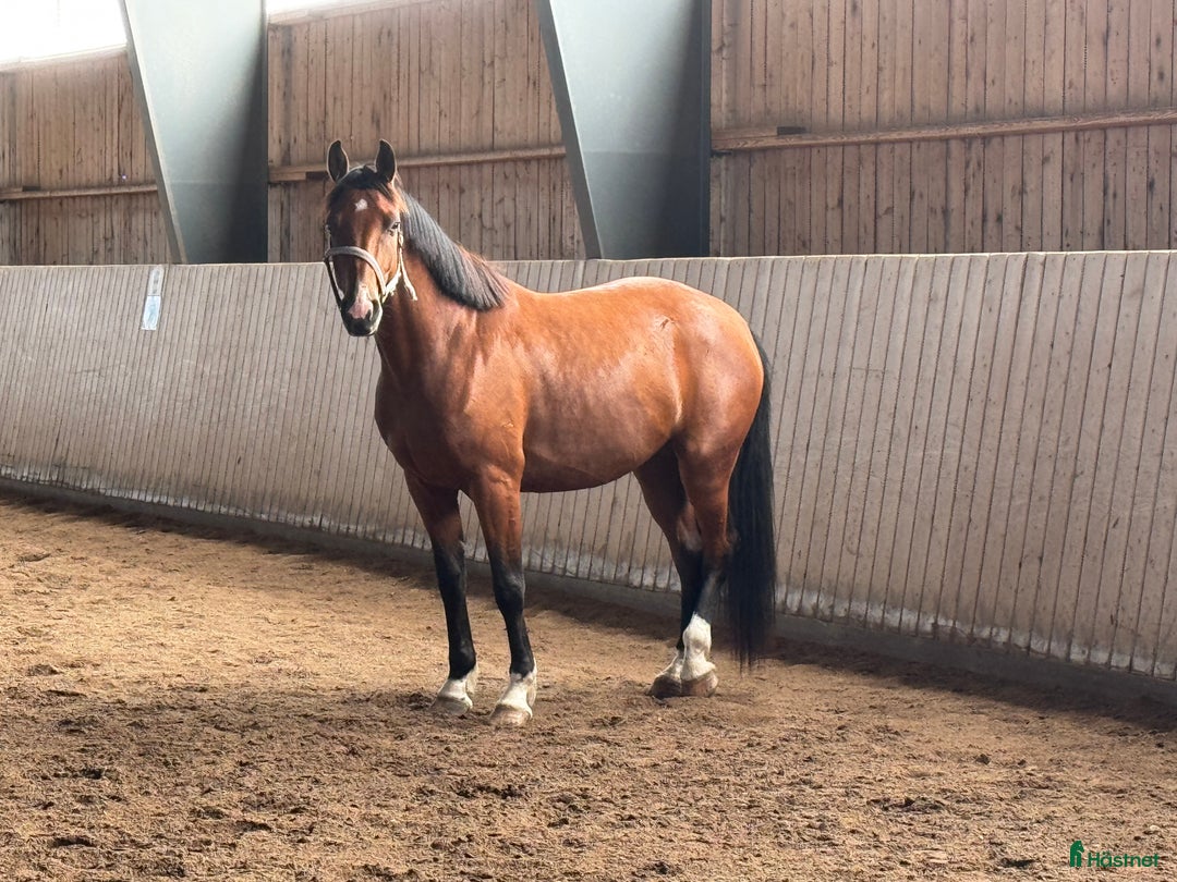  hästservice finnes: Julklappstips! Ridläger sommaren 2026 i Lidköping - Annons 19