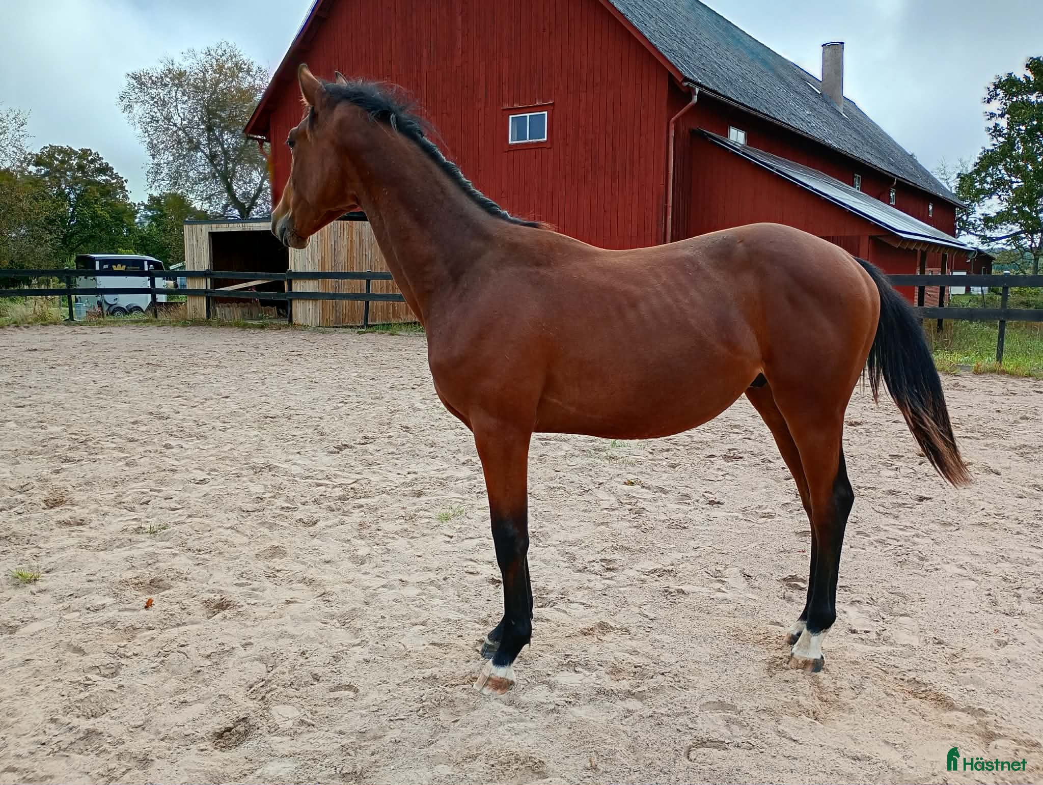  hästar SWB val f 2024. Fint temperament och härlig gång! - Annons 4