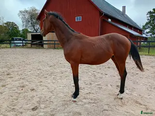 hästar SWB val f 2024. Fint temperament och härlig gång! - Annons 4