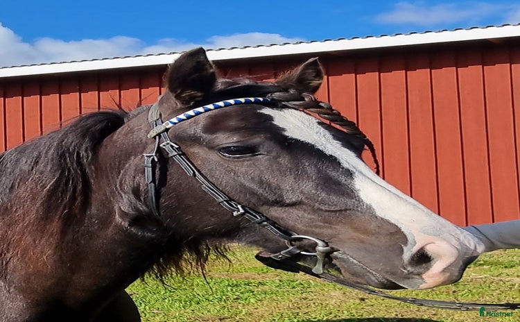  hästar i Offerdal - Annons 5
