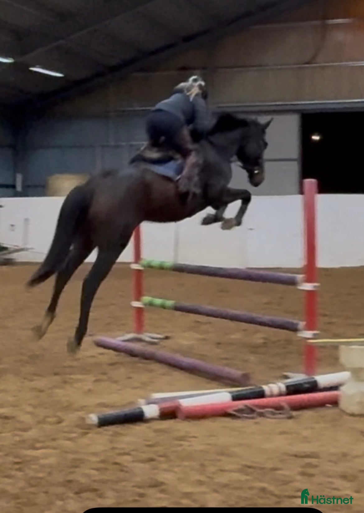  hästar Framtidshäst -21 - Annons 18