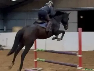 hästar Framtidshäst -21 - Annons 18