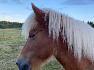medryttarhäst finnes: Medryttare till islandshäst- endast ridning i Bergshamra - Annons 11