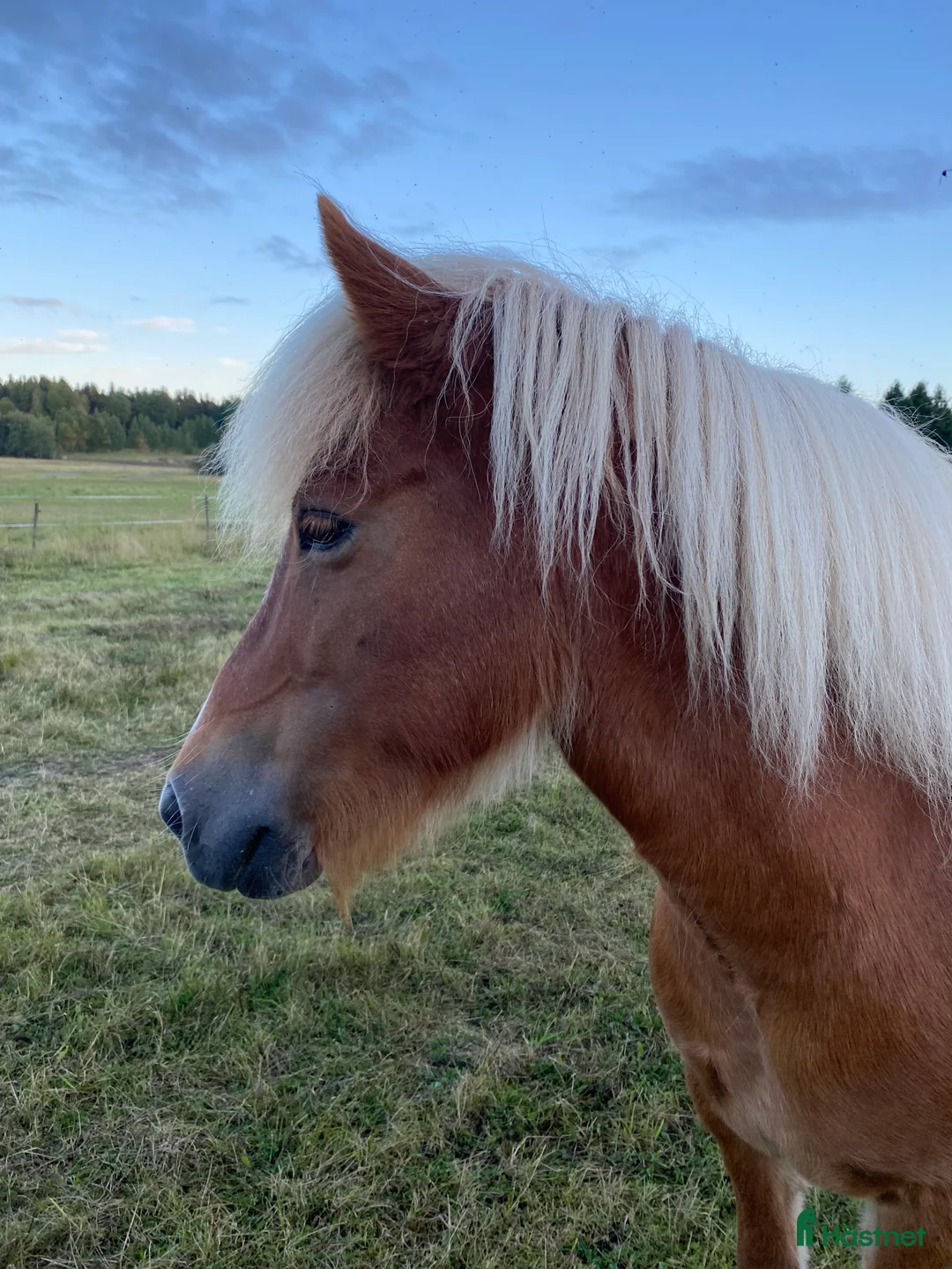  medryttarhäst finnes: Medryttare till islandshäst- endast ridning i Bergshamra - Annons 1
