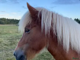 medryttarhäst finnes: Medryttare till islandshäst- endast ridning i Bergshamra - Annons 4