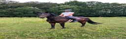 Allround hästar till salu: Härlig hobbyhäst - Annons 2