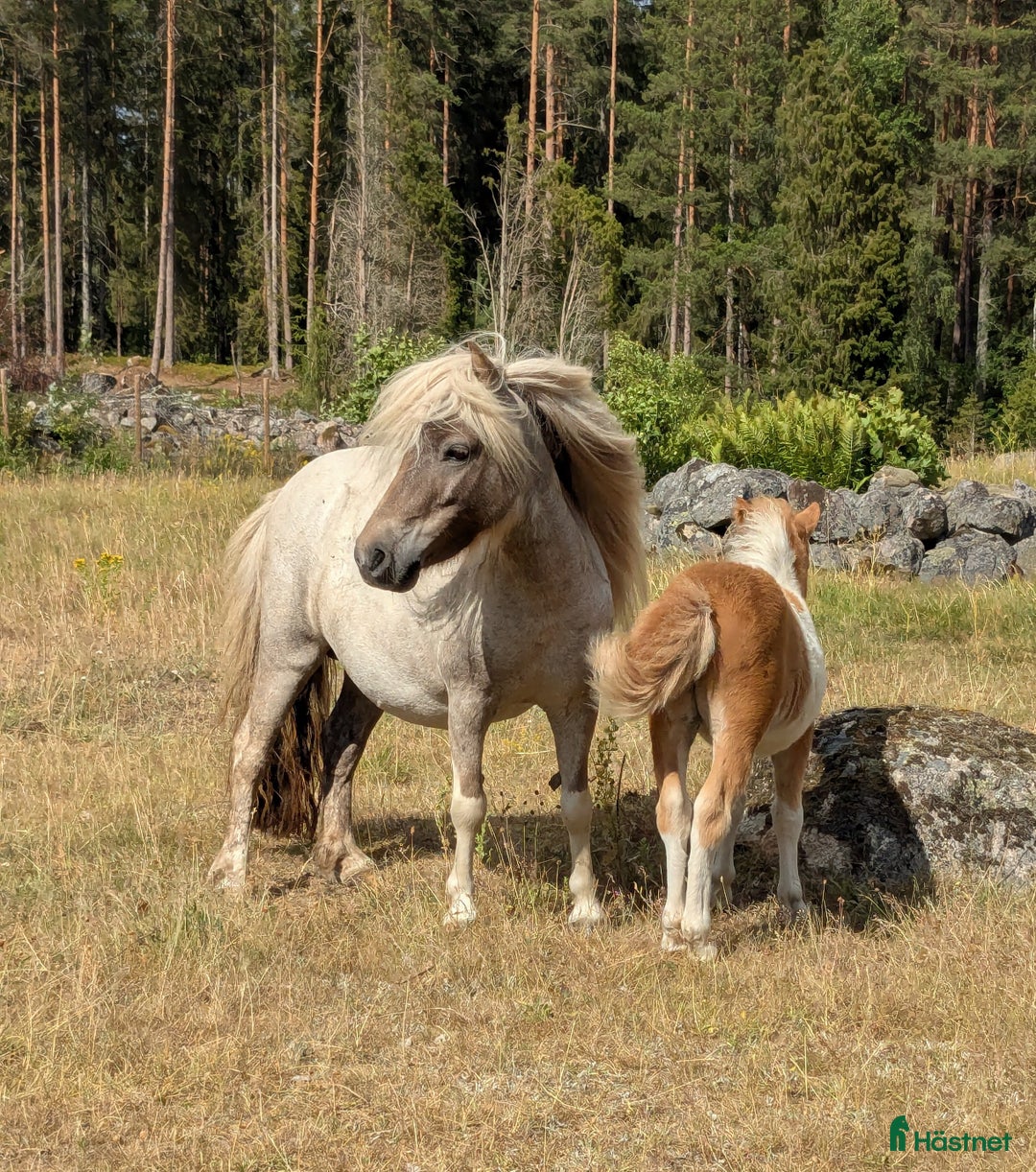 Avel hästar till salu: Minishetland  i Holmsjö - Bild 4