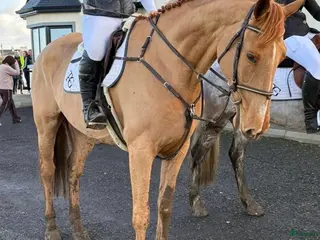 hästar Ridskola / Första häst - Annons 2