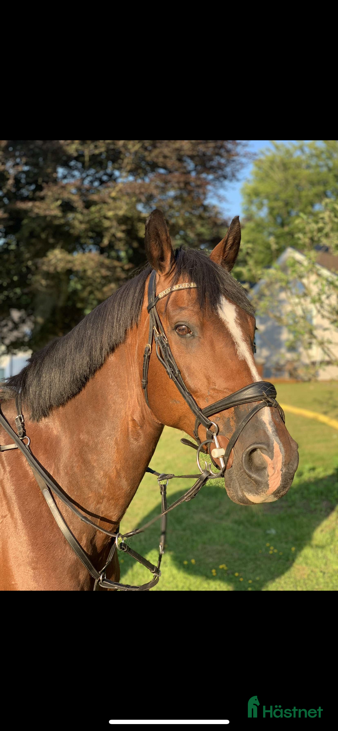  hästar En bästavän och läromästare i Jonsered - Annons 7