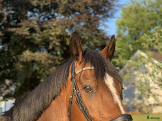 Hoppning hästar till salu: En bästavän och läromästare i Jonsered - Annons 1