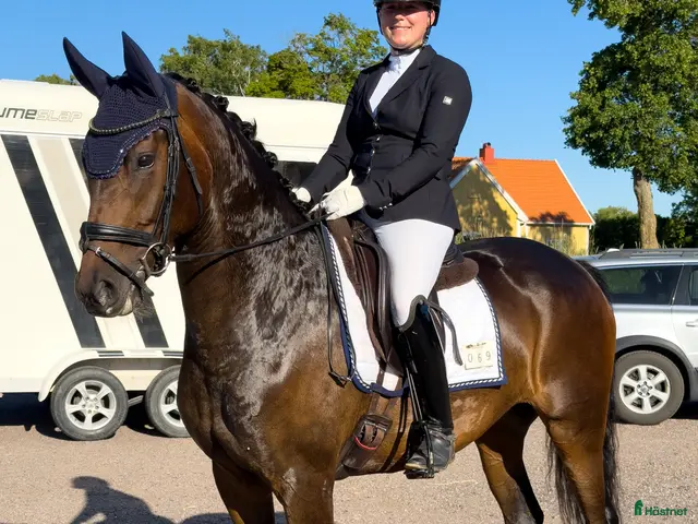hästar till salu: Talangfull 5åring - Annons 1