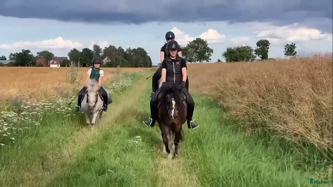 Allround hästar till salu: Snäll kille med utstrålning!  i Vallåkra - Annons 2