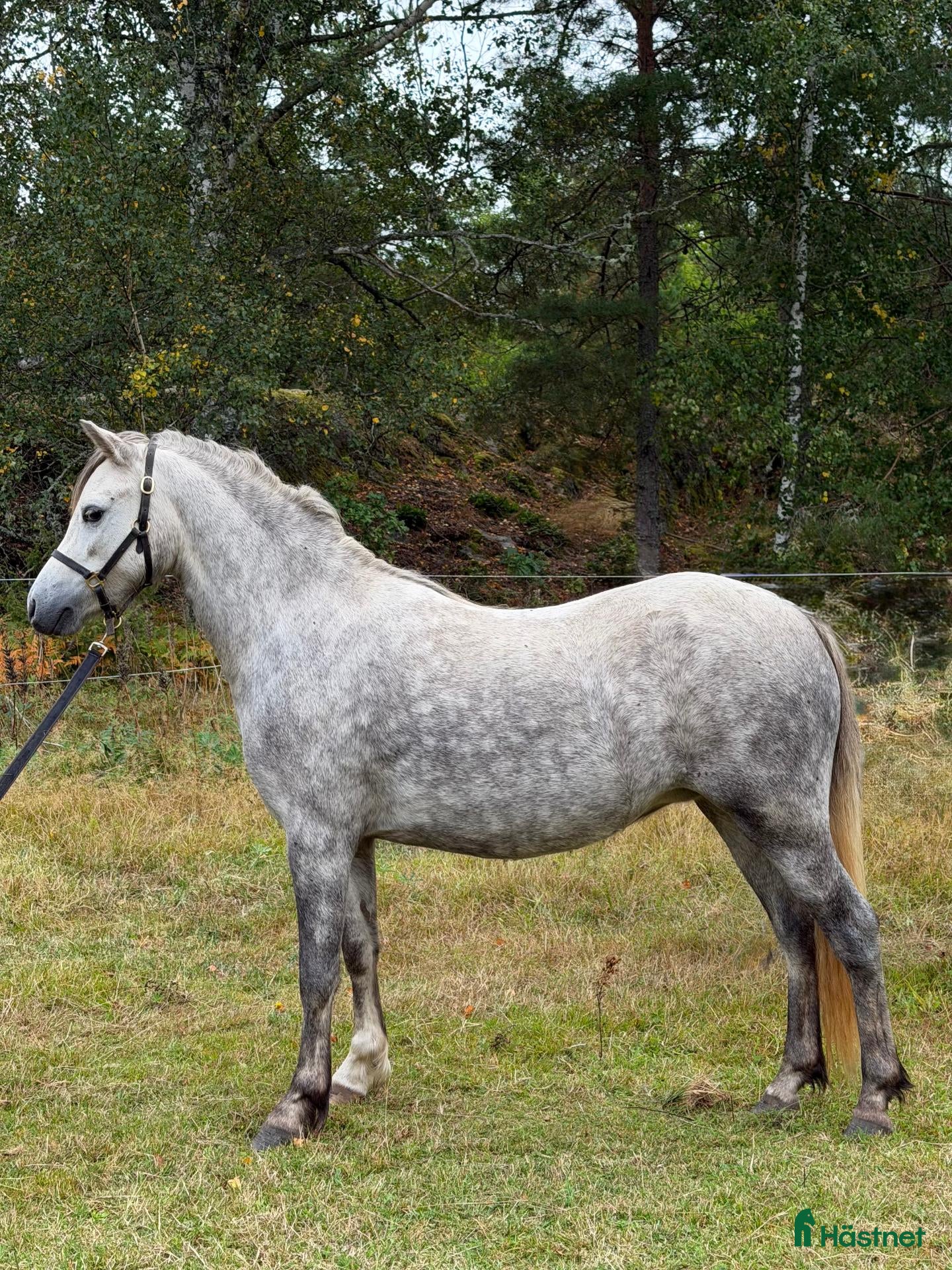  hästar Välstammat Welsh Mountain sto - Annons 1
