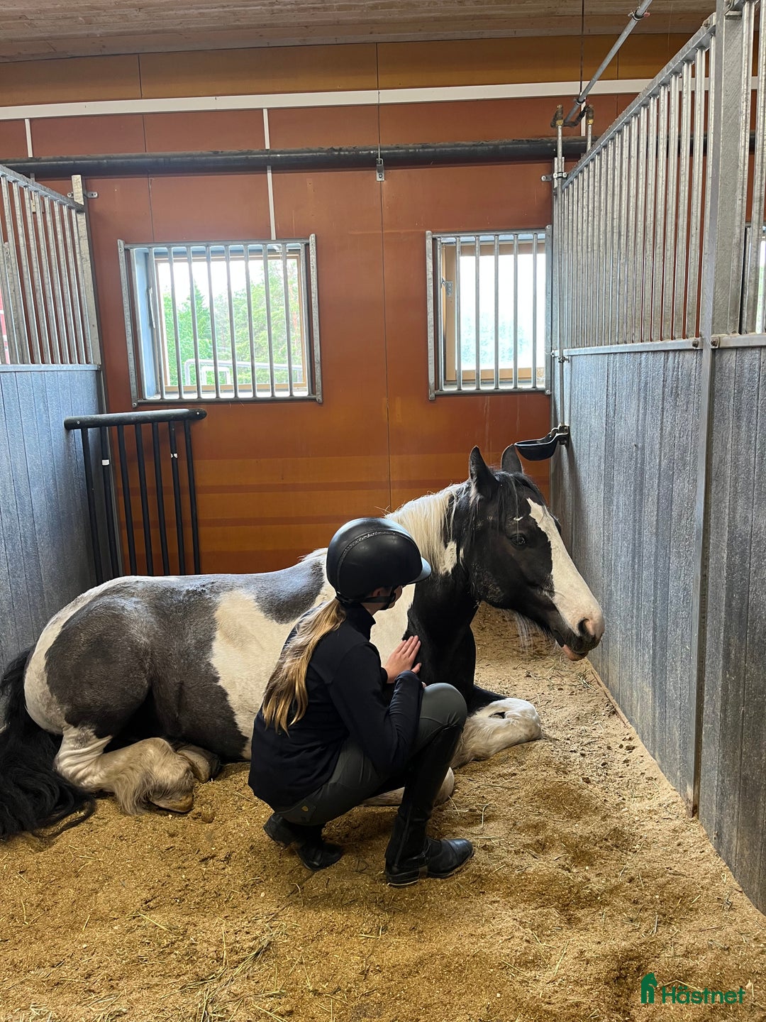  medryttarhäst sökes: SÖKER MEDRYTTARHÄST  i Uppsala - Annons 3