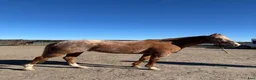 Western hästar till salu: Appaloosa Valack - Annons 2